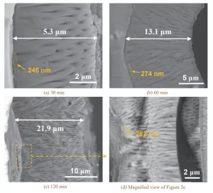 Figure 3 Cross sectional morphologies of anodic oxide films formed on 7075 aluminum alloy in HEDP electrolyte for different time Figure 3 Cross sectional morphologies of anodic oxide films formed on 7075 aluminum alloy in HEDP electrolyte for different time